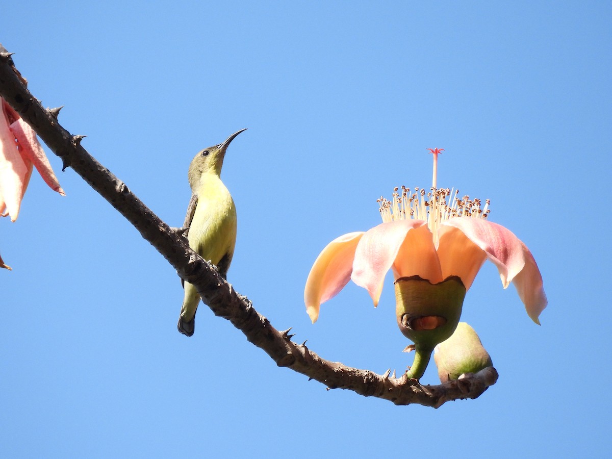 Purple Sunbird - ML647452376