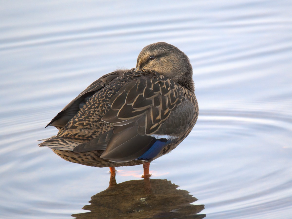 Крижень звичайний - ML647452421