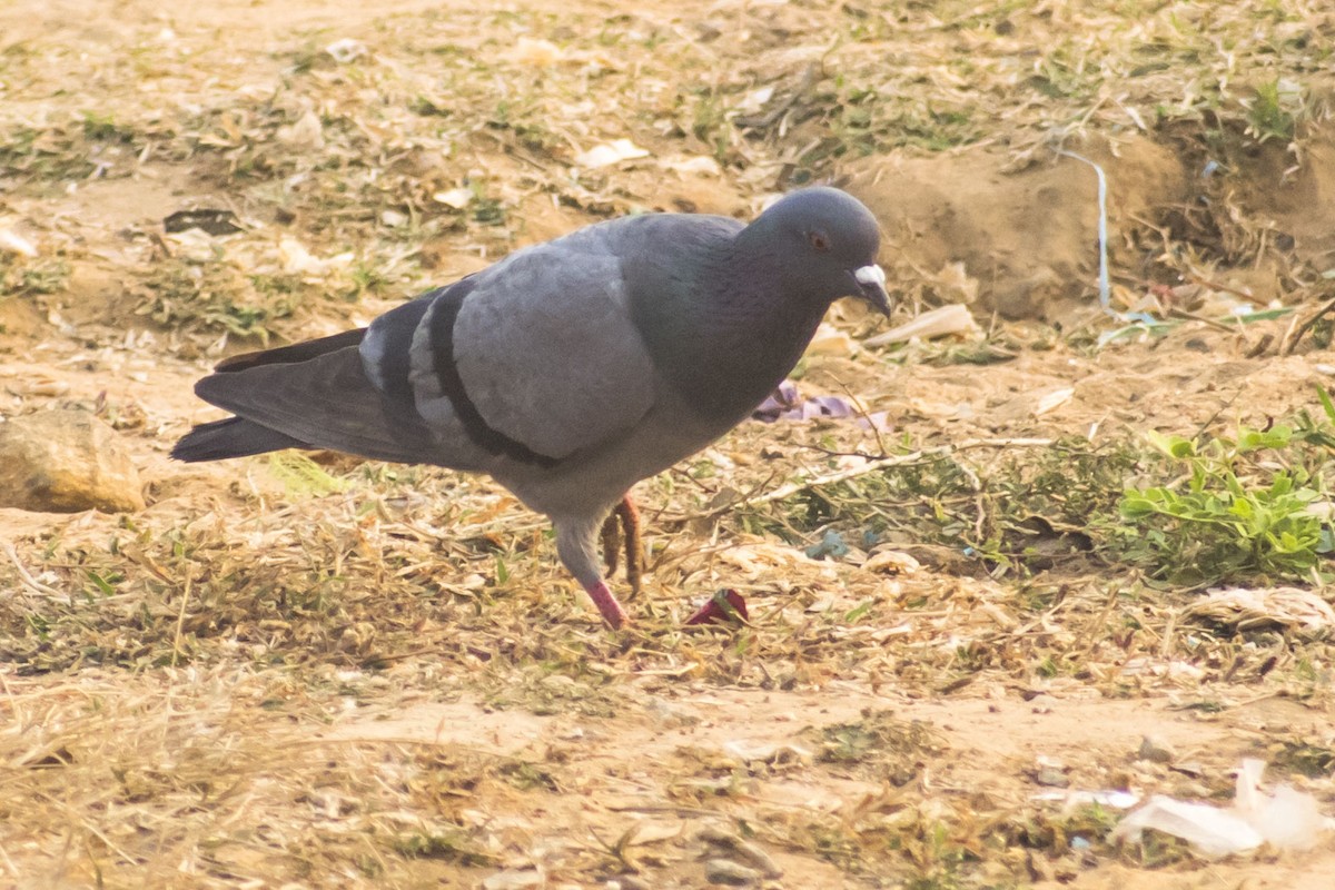 Kaya Güvercini (evcil tip) - ML647452424