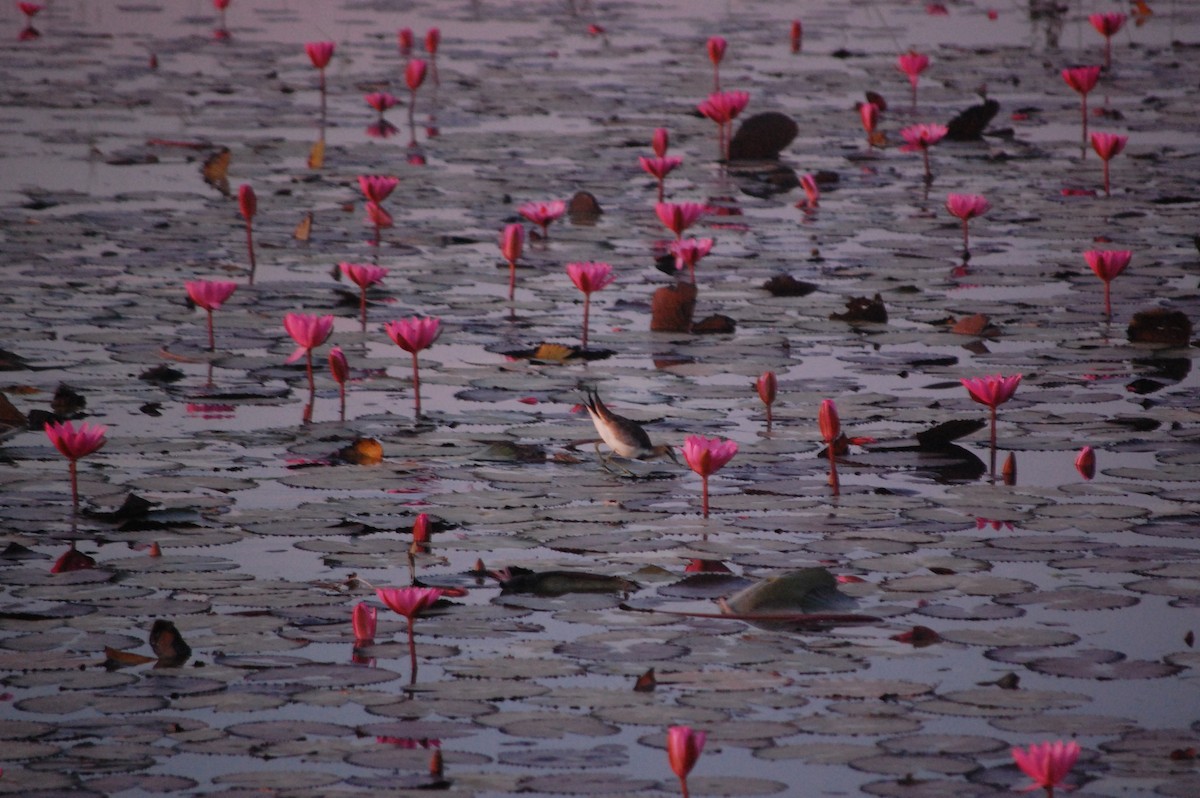 Jacana à longue queue - ML647452444