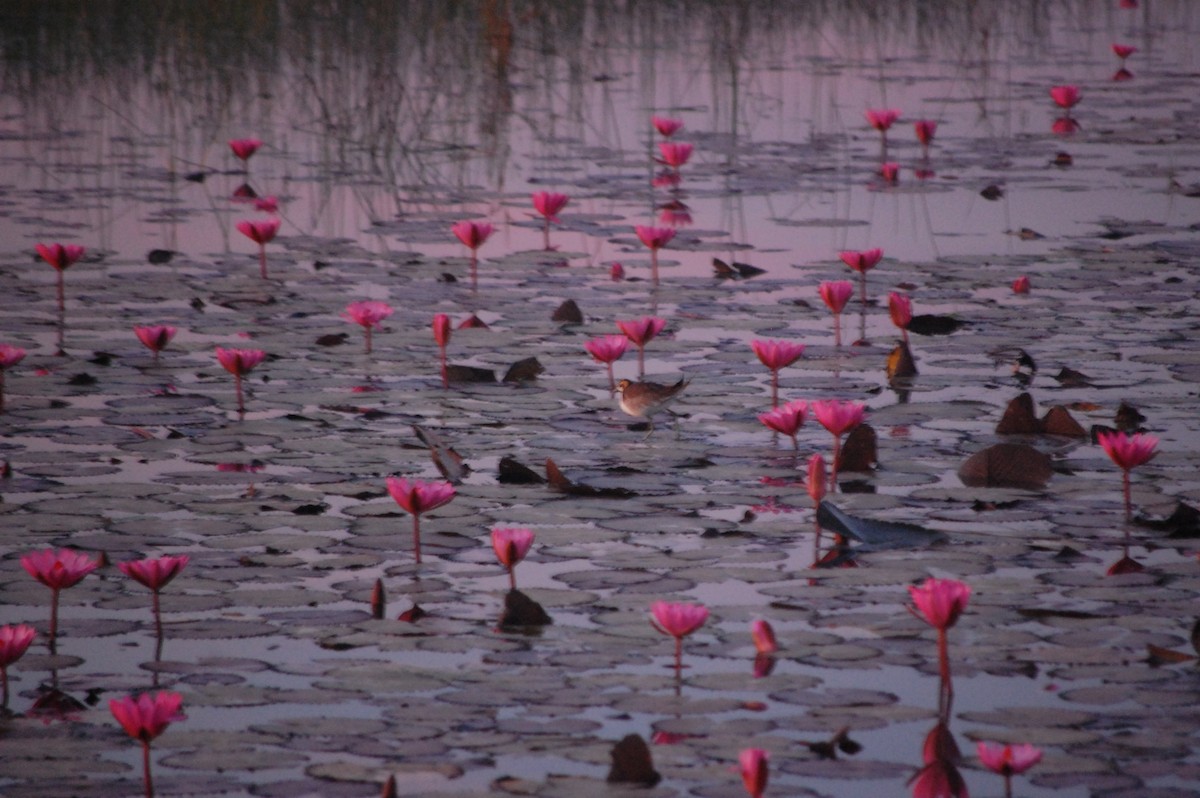 Jacana à longue queue - ML647452445