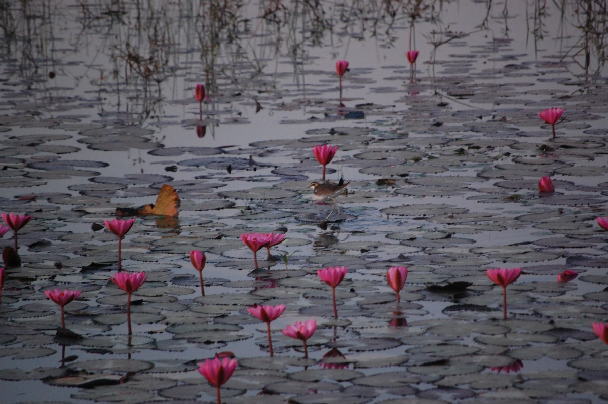 Jacana à longue queue - ML647452446