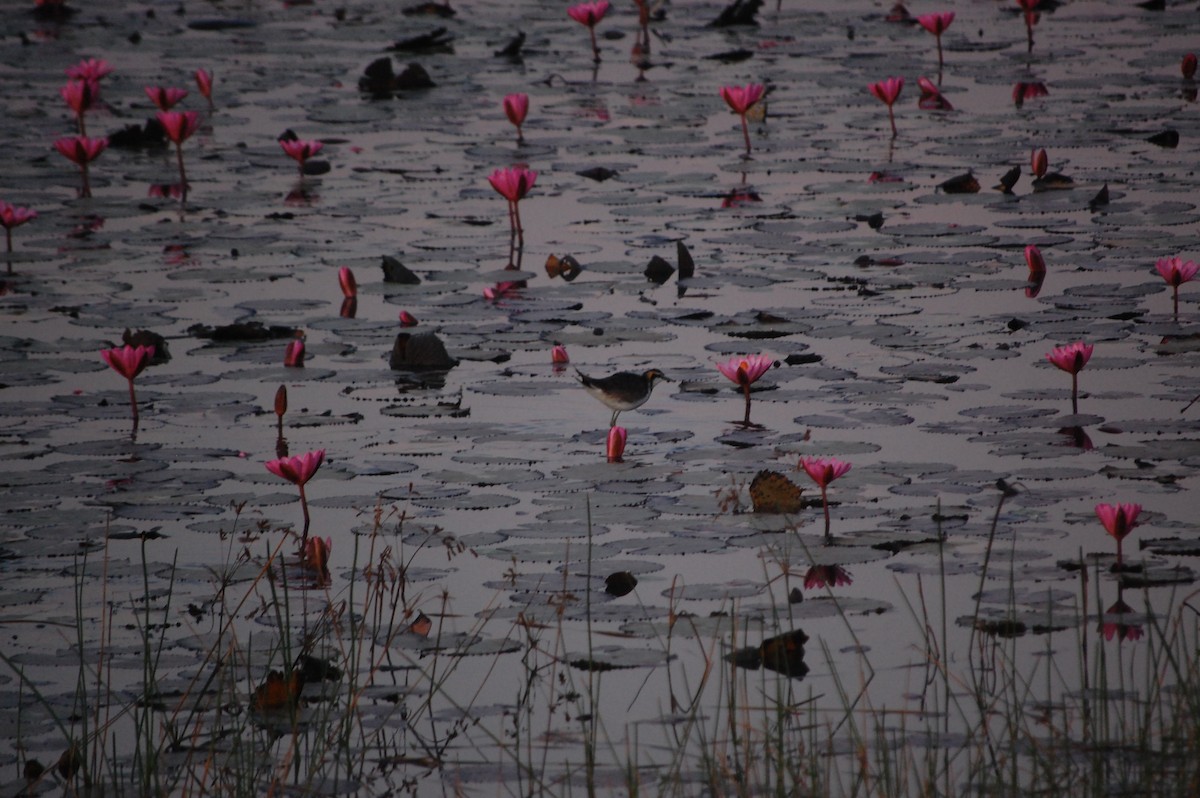 Jacana à longue queue - ML647452447