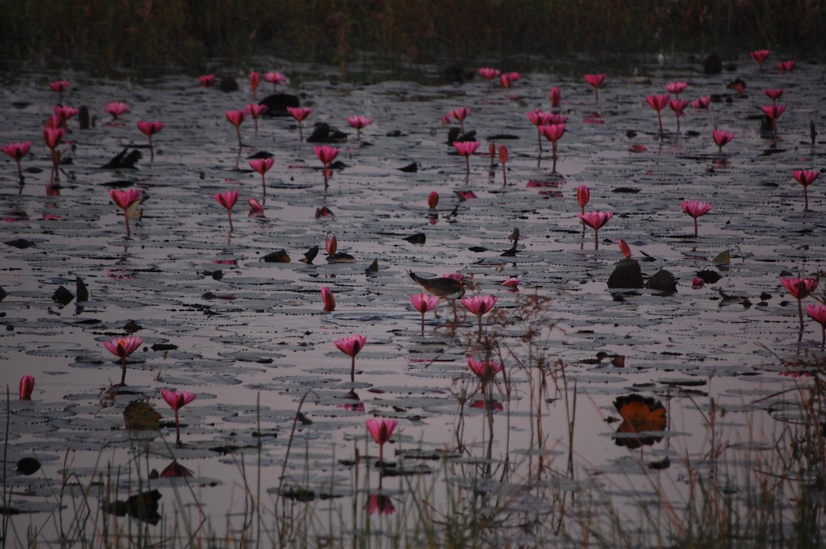 Jacana à longue queue - ML647452448
