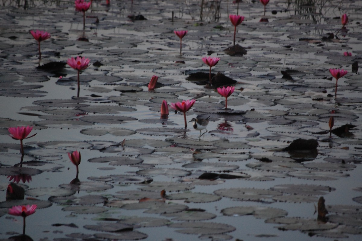 Jacana à longue queue - ML647452449