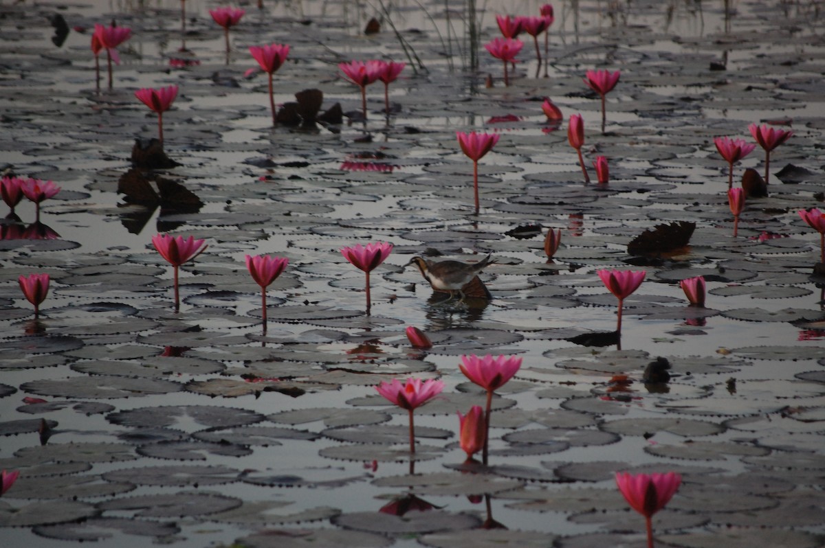 Jacana à longue queue - ML647452450