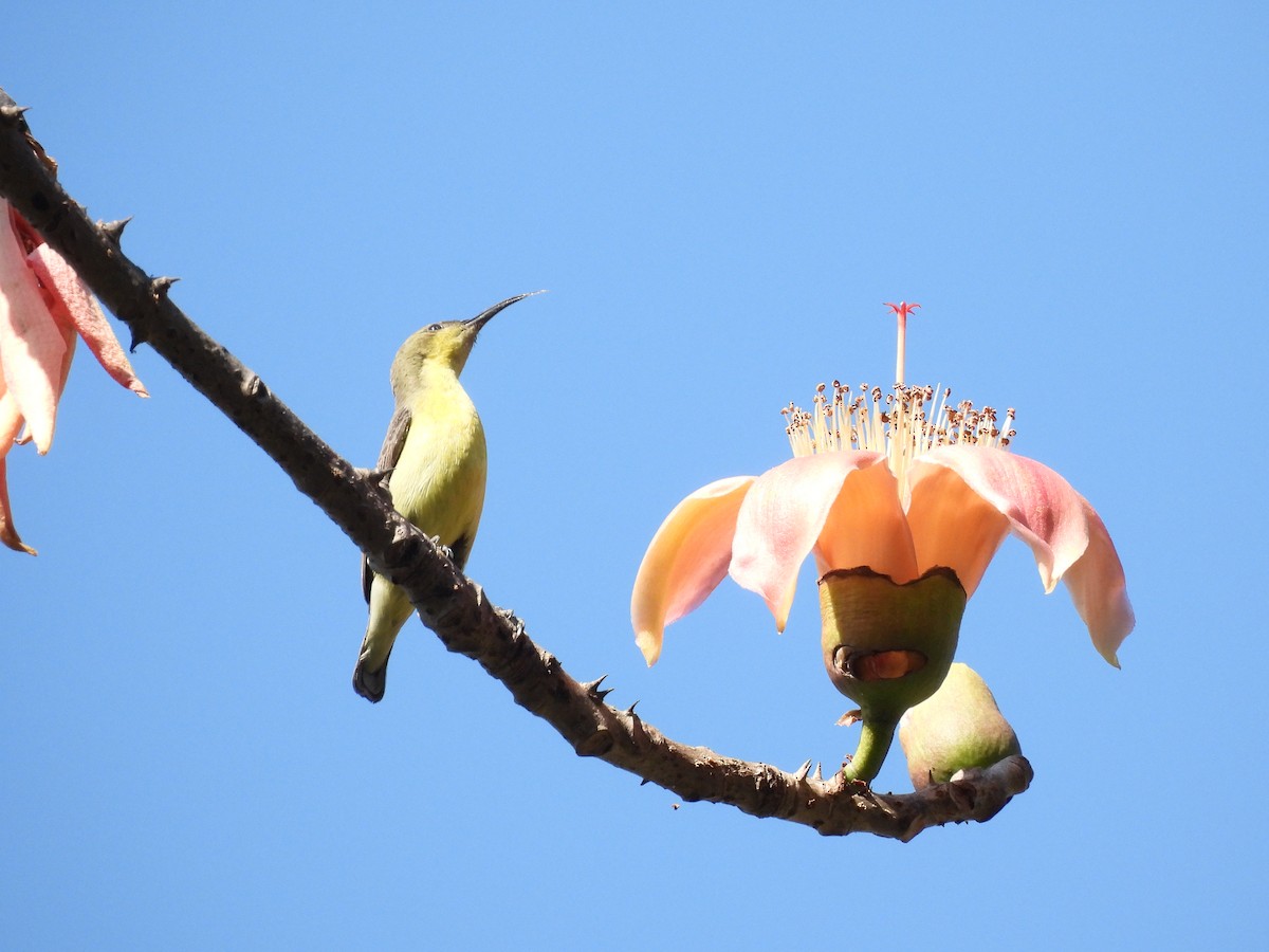 Purple Sunbird - ML647452451