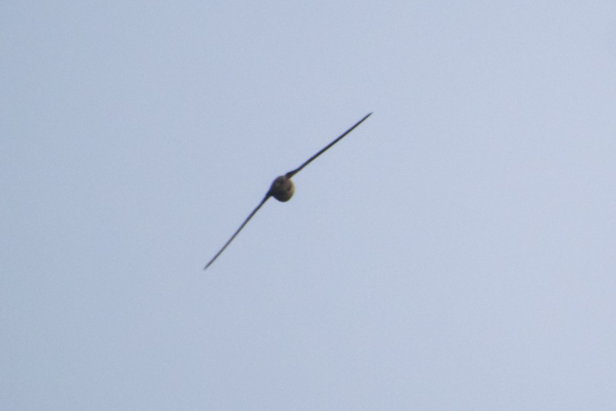 Bengalensegler - ML647452456