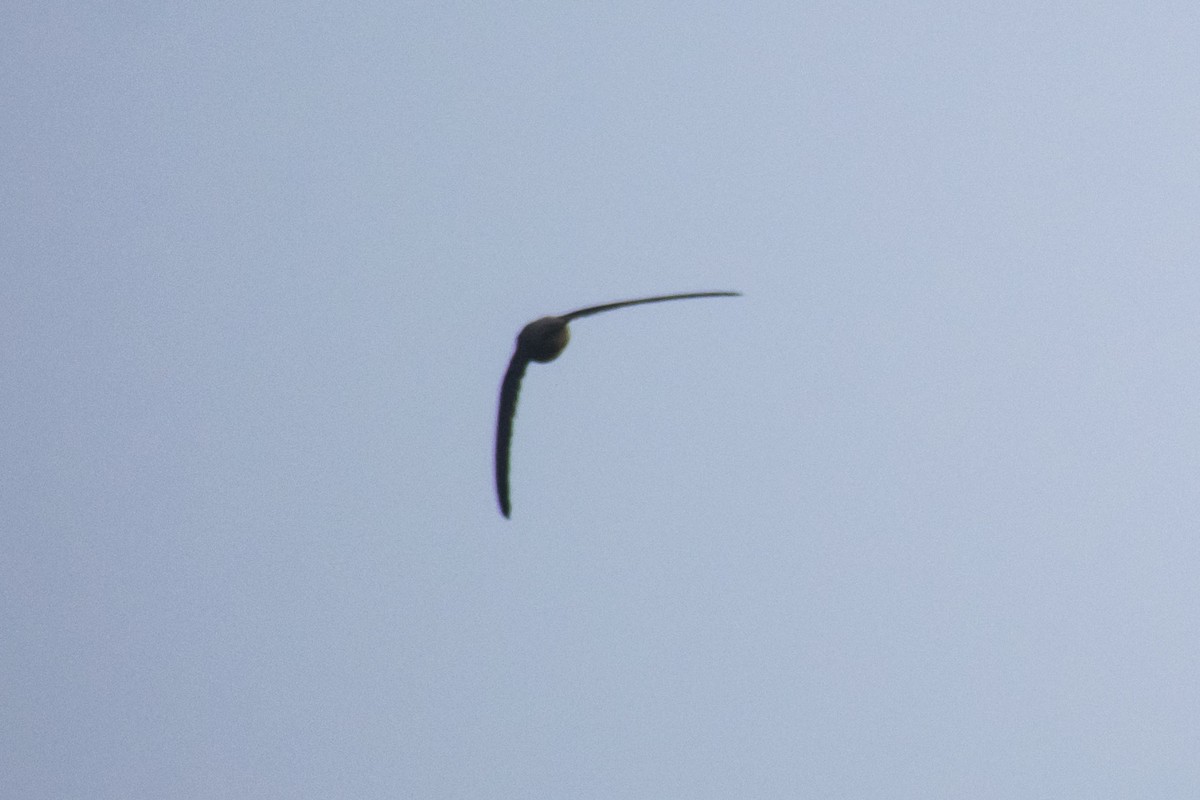 Bengalensegler - ML647452457