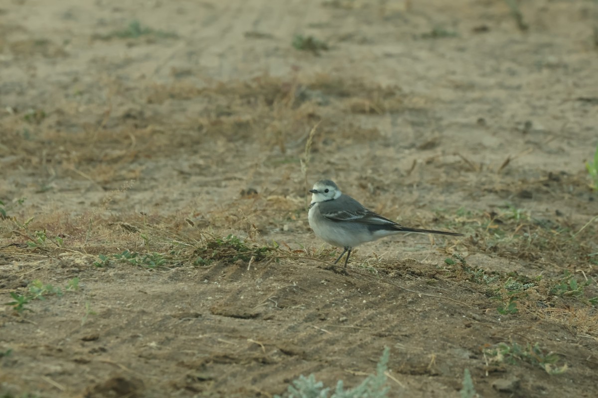 konipas bílý - ML647452461