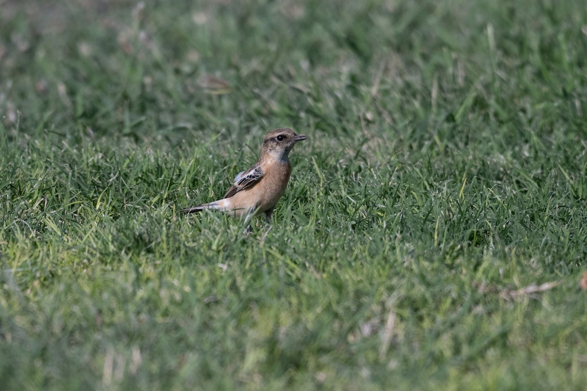 bramborníček sibiřský - ML647452464