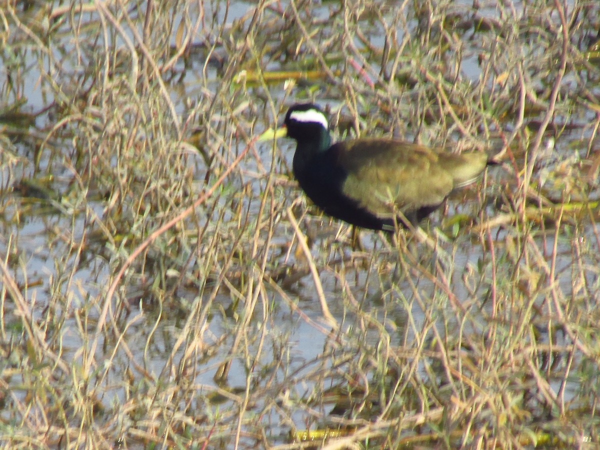 Бронзовокрылая якана - ML647452493