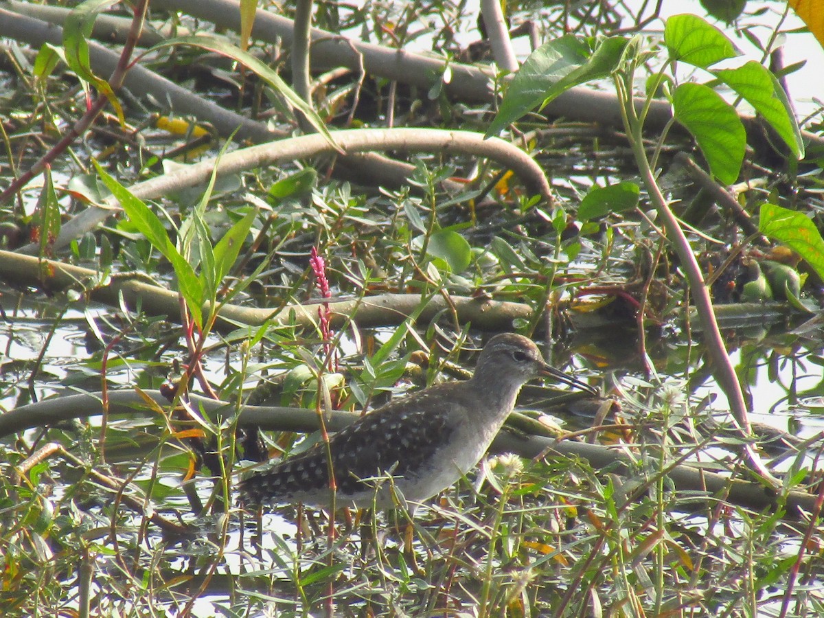 vodouš bahenní - ML647452496