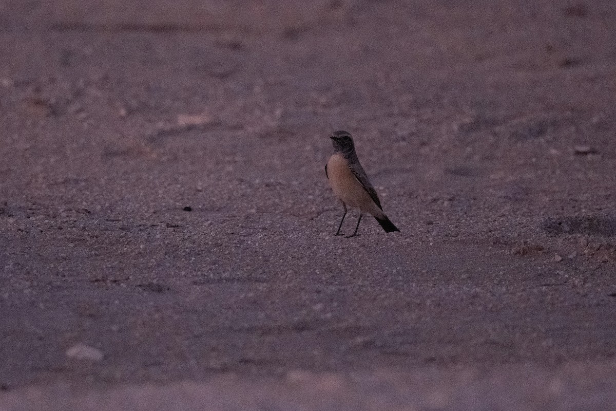 Мяраан чогчиго - ML647452501