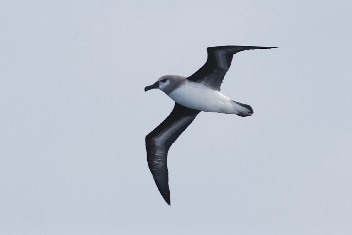 Альбатрос сіроголовий - ML647452521