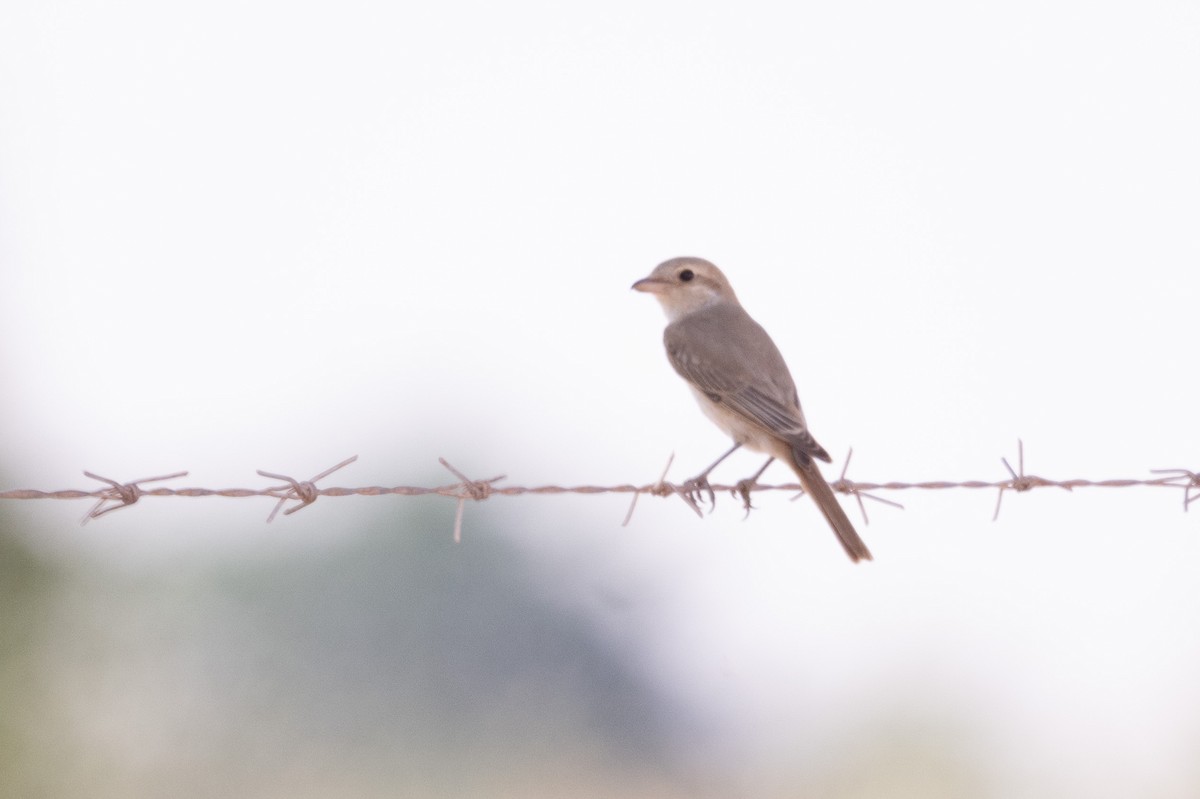 Isabelline Shrike - ML647452538
