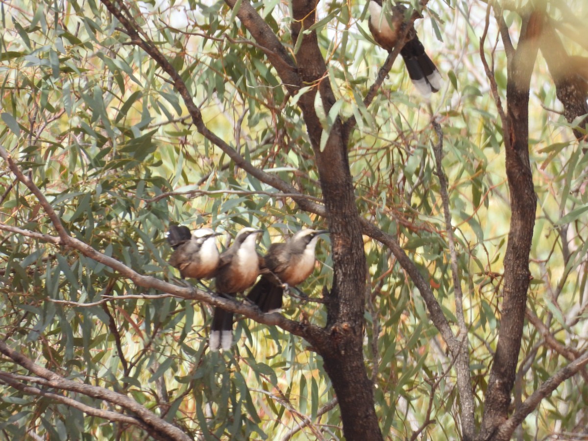 Grauscheitelsäbler - ML647452550