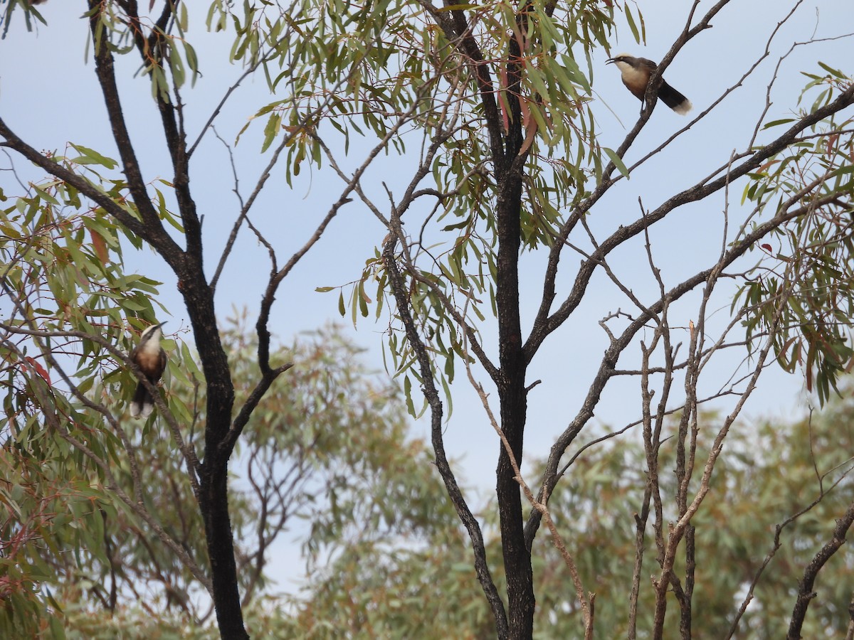 Grauscheitelsäbler - ML647452551