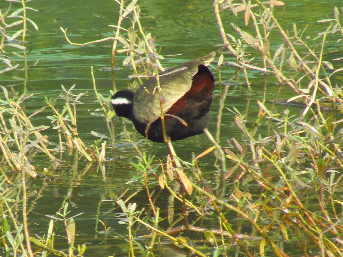 Бронзовокрылая якана - ML647452568