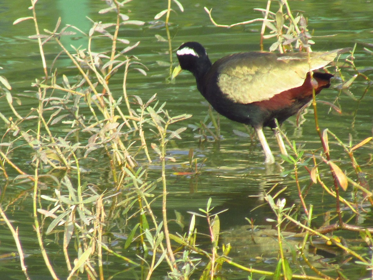 Бронзовокрылая якана - ML647452569