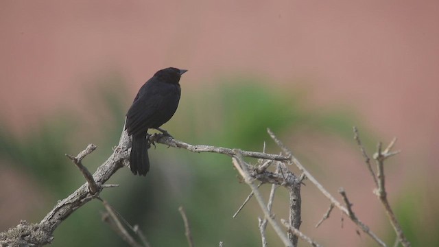 Scrub Blackbird - ML647452574