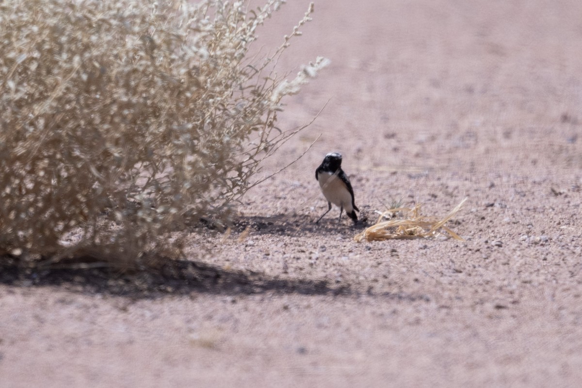 Мяраан чогчиго - ML647452586