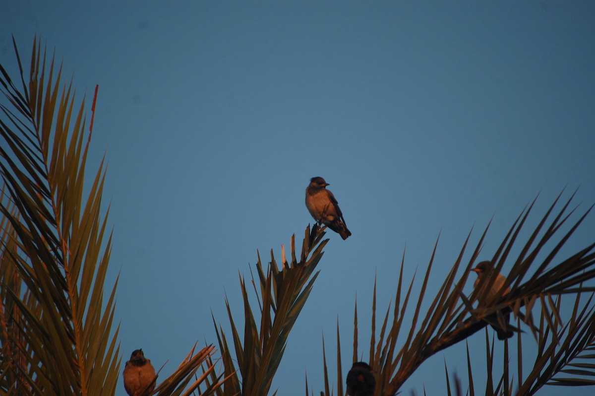 Rosy Starling - ML647452588