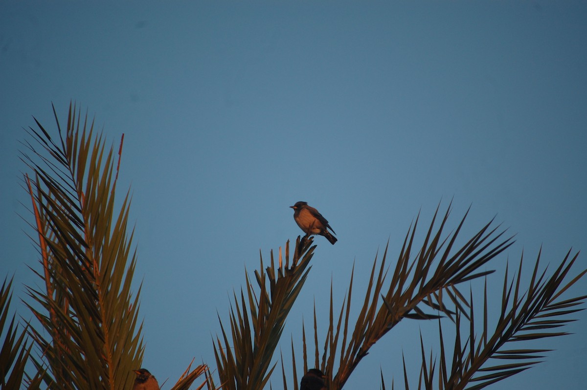 Rosy Starling - ML647452589