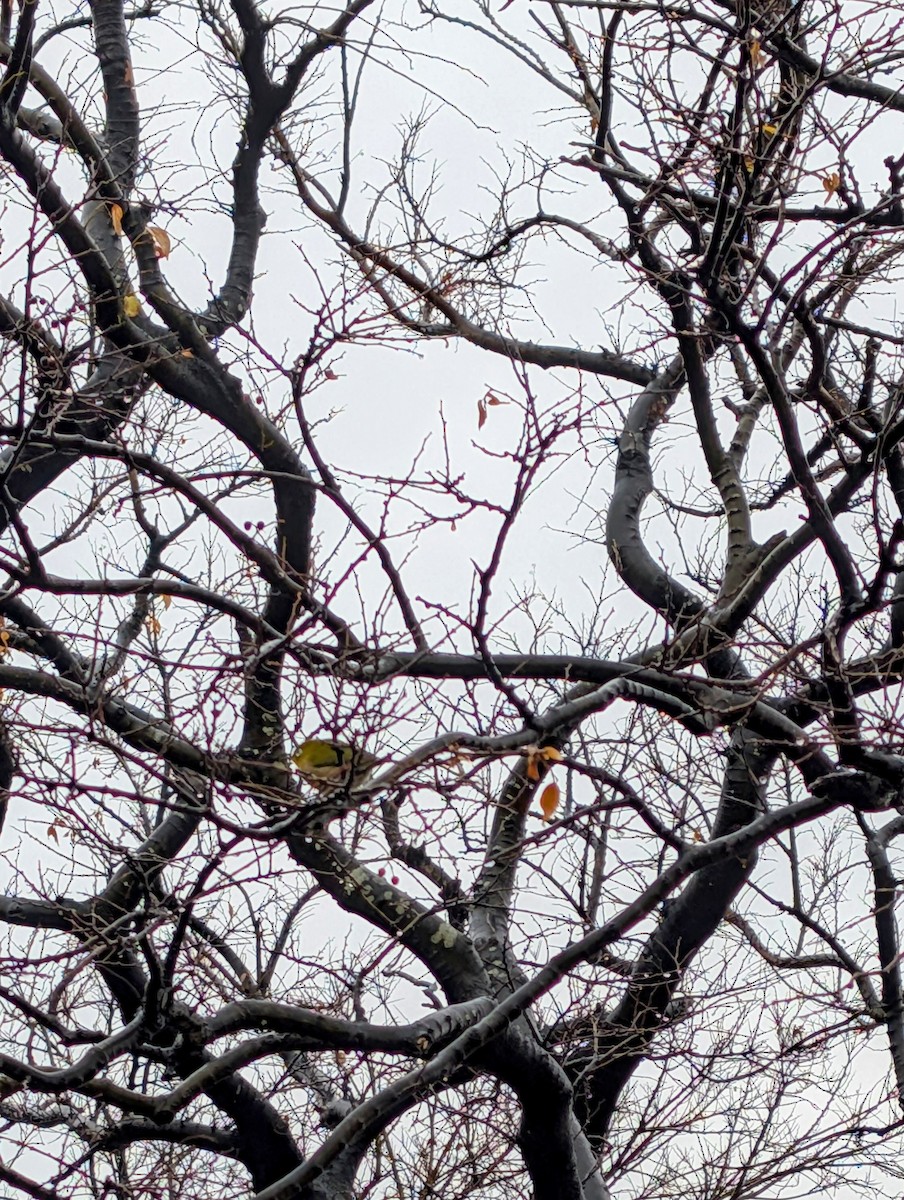 Warbling White-eye - ML647452600