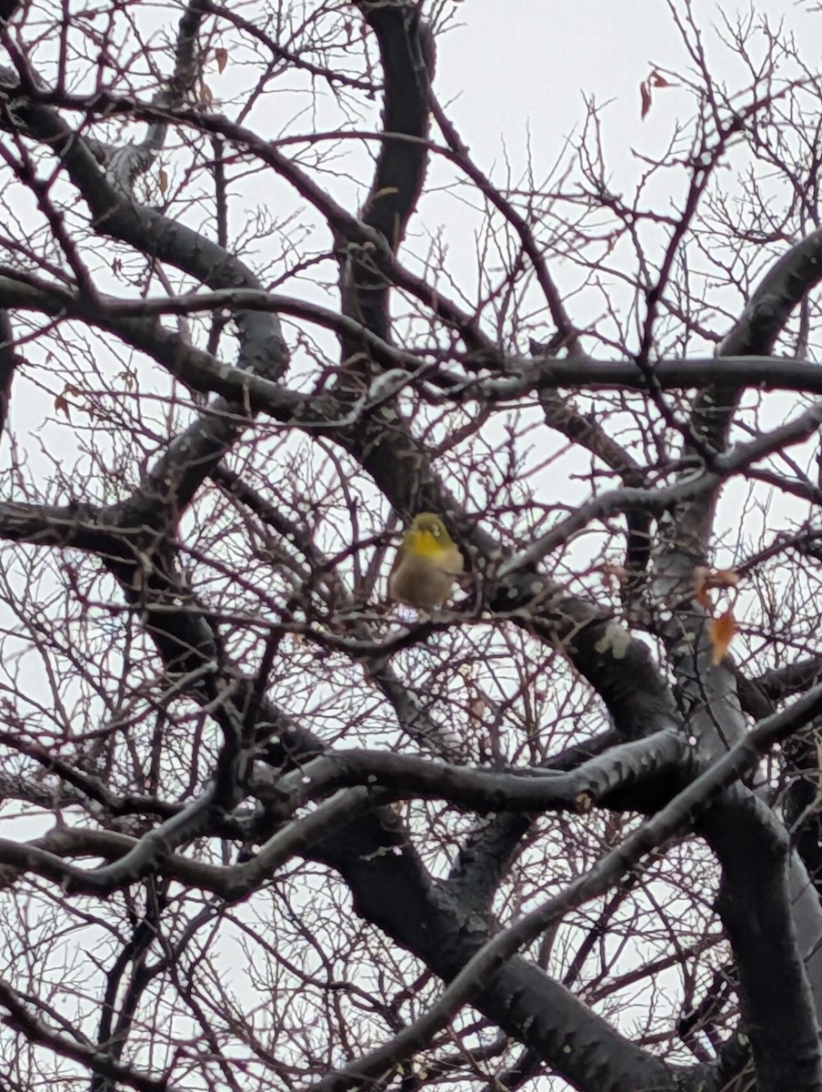 Warbling White-eye - ML647452603