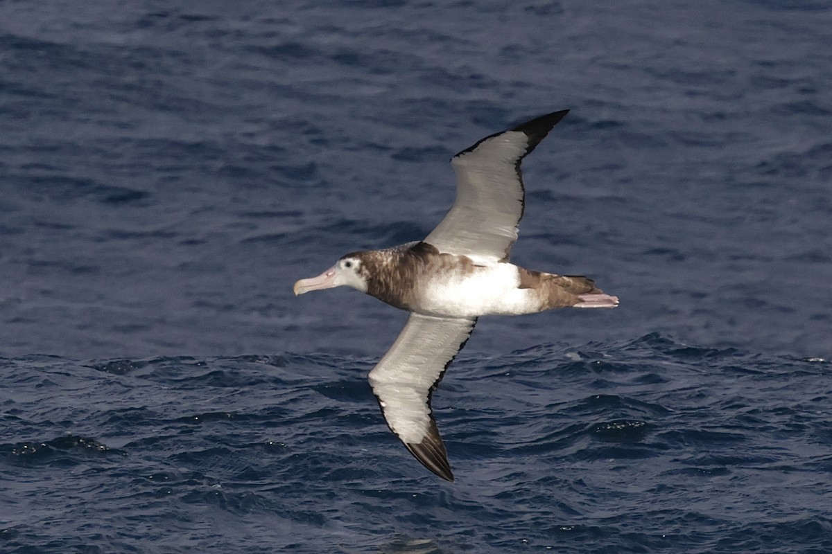 Antipodean Albatross (New Zealand) - ML647452613