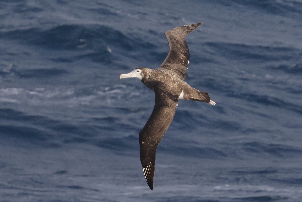Antipodean Albatross (New Zealand) - ML647452614