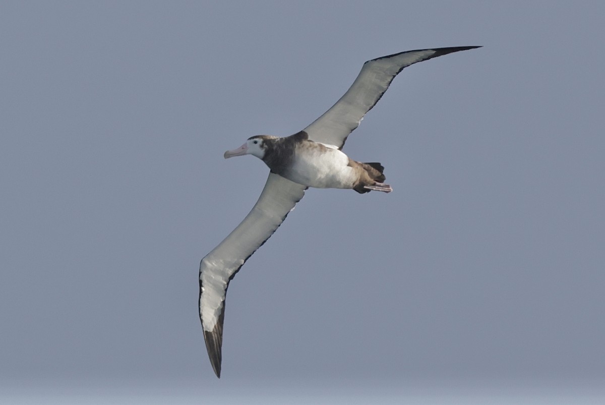 Antipodean Albatross (New Zealand) - ML647452615