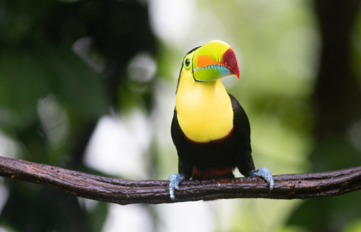 tukan středoamerický - ML647452623