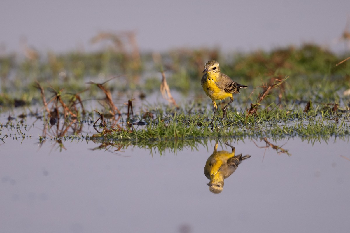 נחליאלי לימוני - ML647452628