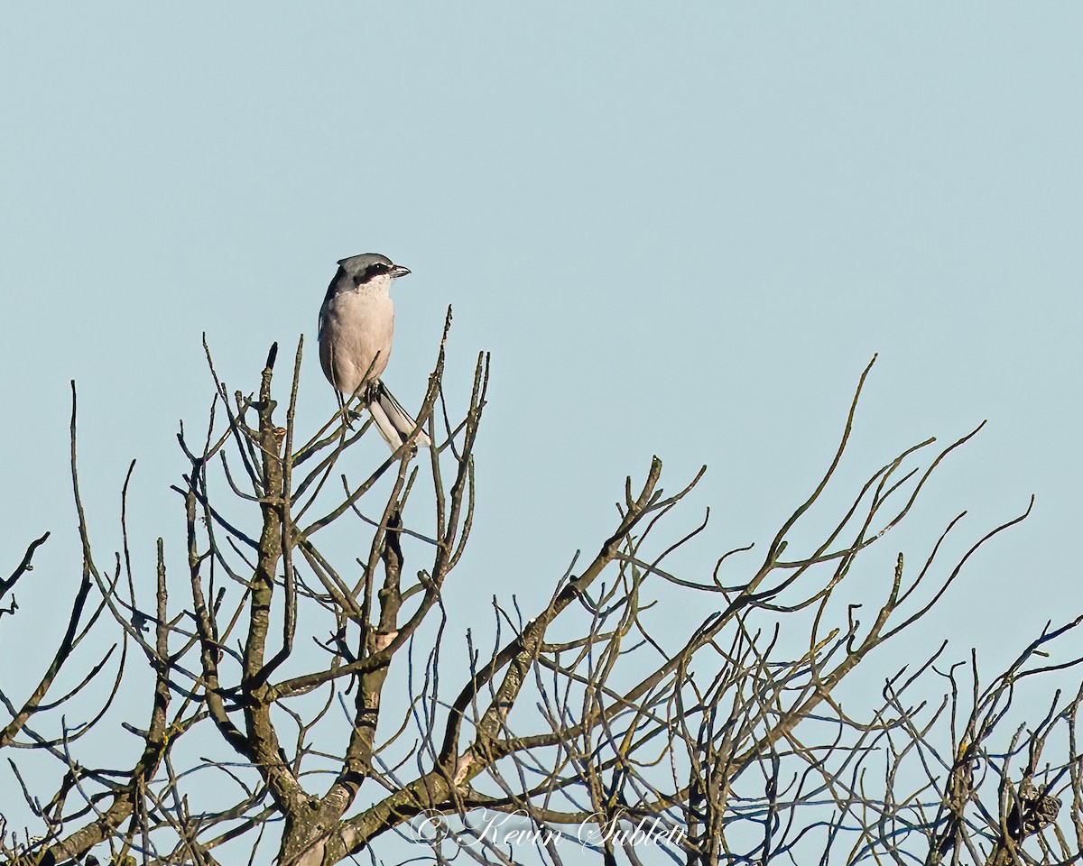 Iberian Gray Shrike - ML647452651