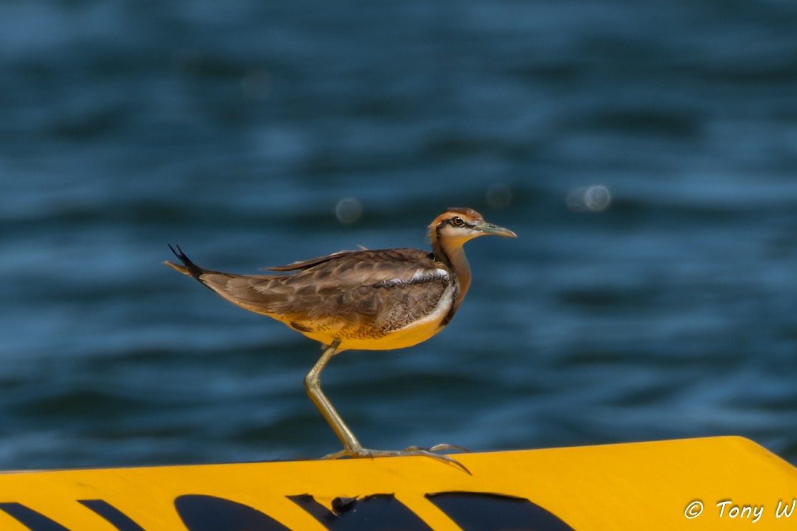 Jacana à longue queue - ML647452652