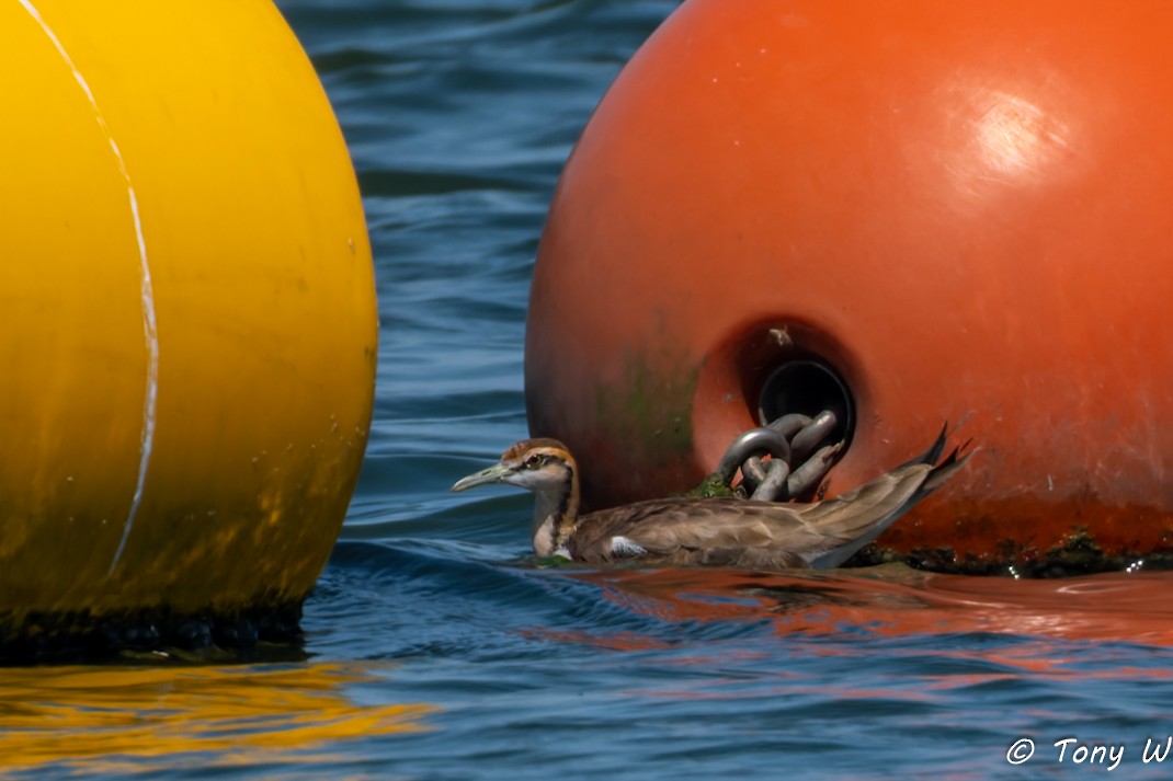 Jacana à longue queue - ML647452653