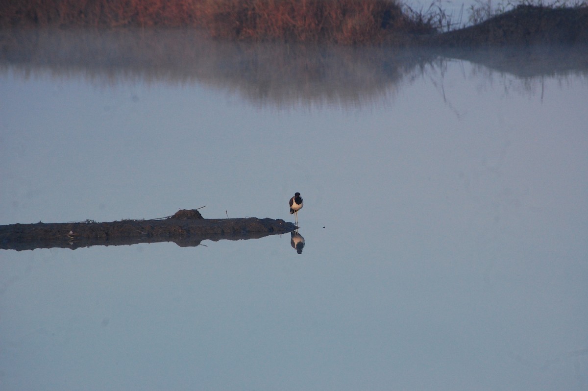 Red-wattled Lapwing - ML647452670