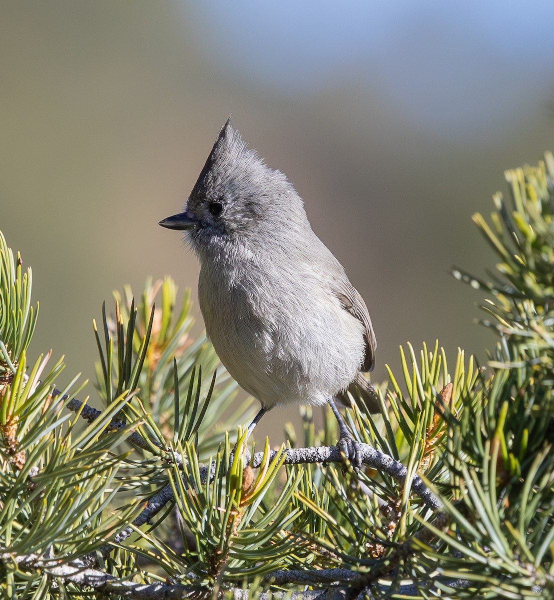 Juniper Titmouse - ML647452671