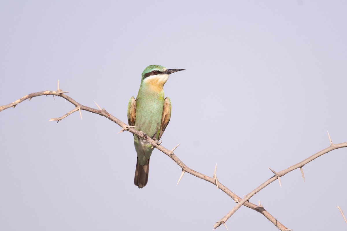 vlha modrolící - ML647452674