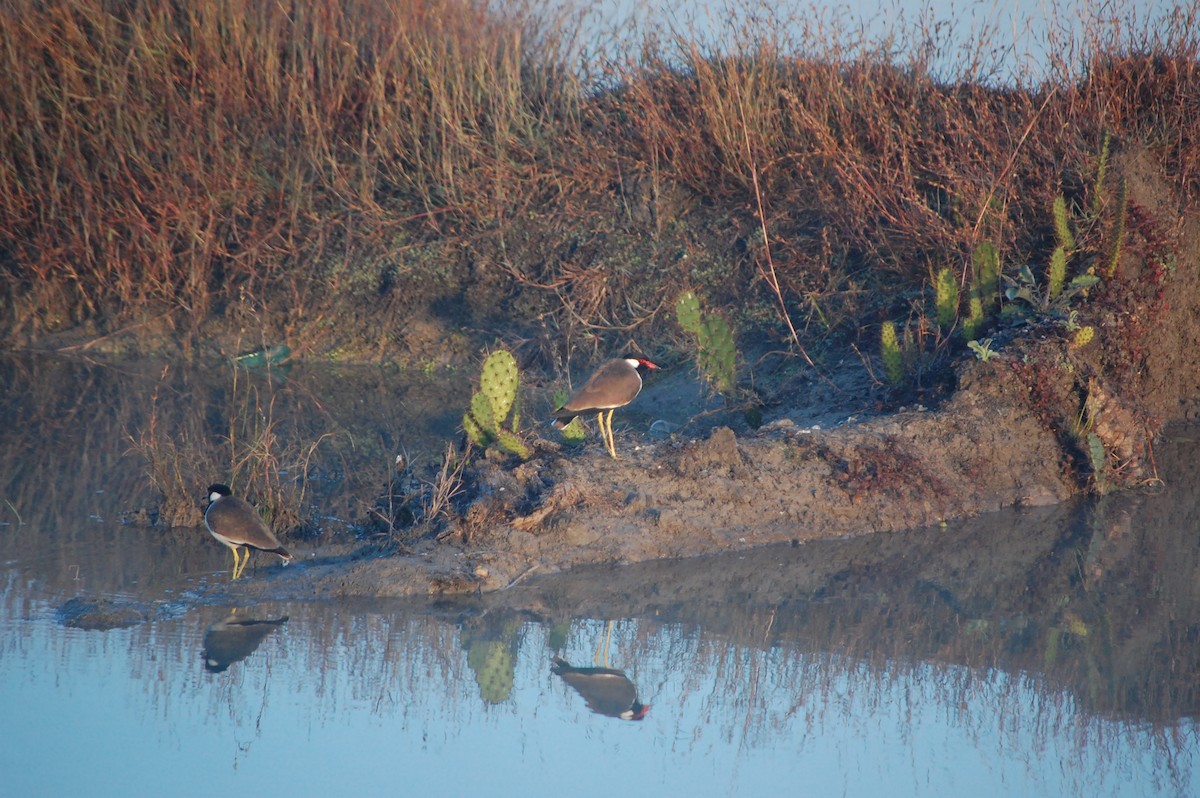 Red-wattled Lapwing - ML647452678