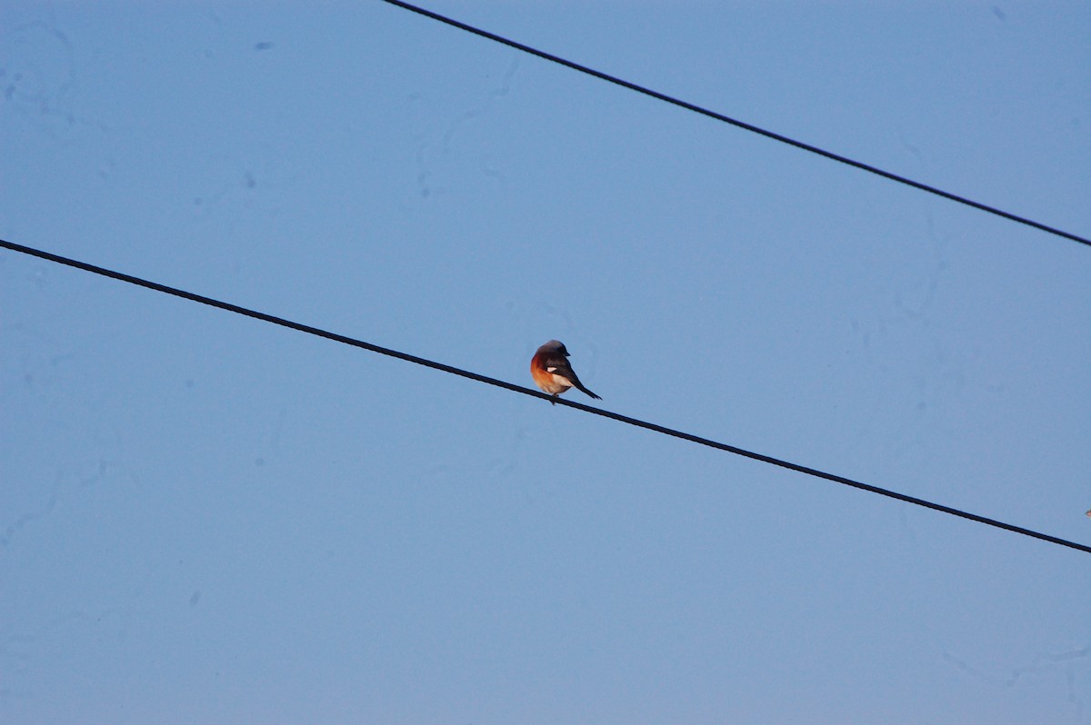 Bay-backed Shrike - ML647452692