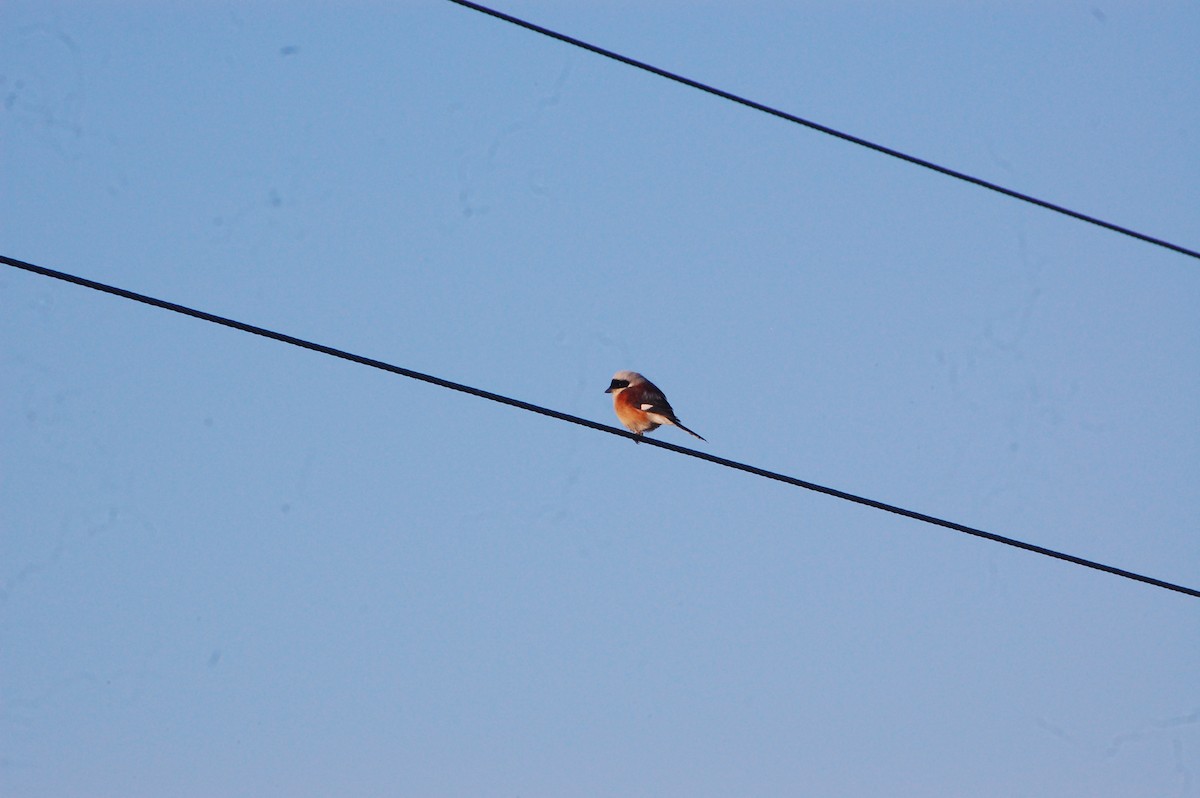 Bay-backed Shrike - ML647452693