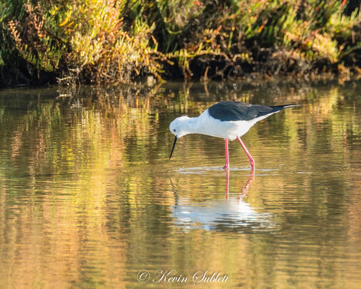 Black-winged Stilt - ML647452709