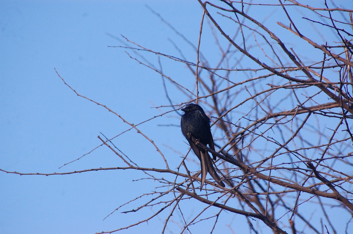 Black Drongo - ML647452720