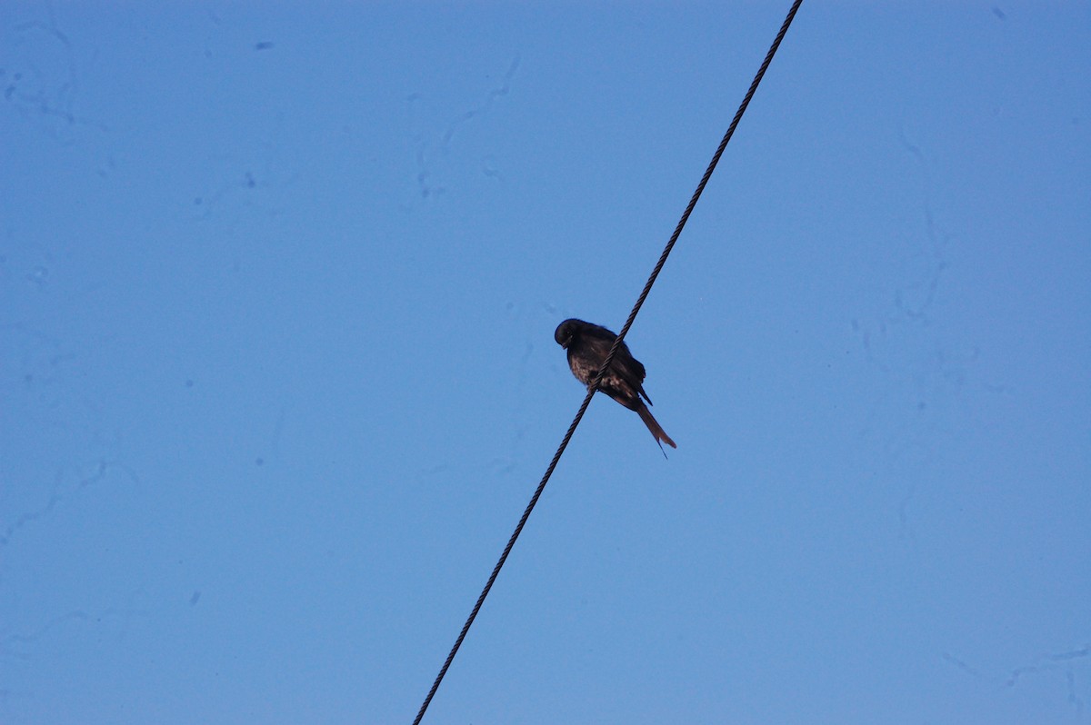 Black Drongo - ML647452732