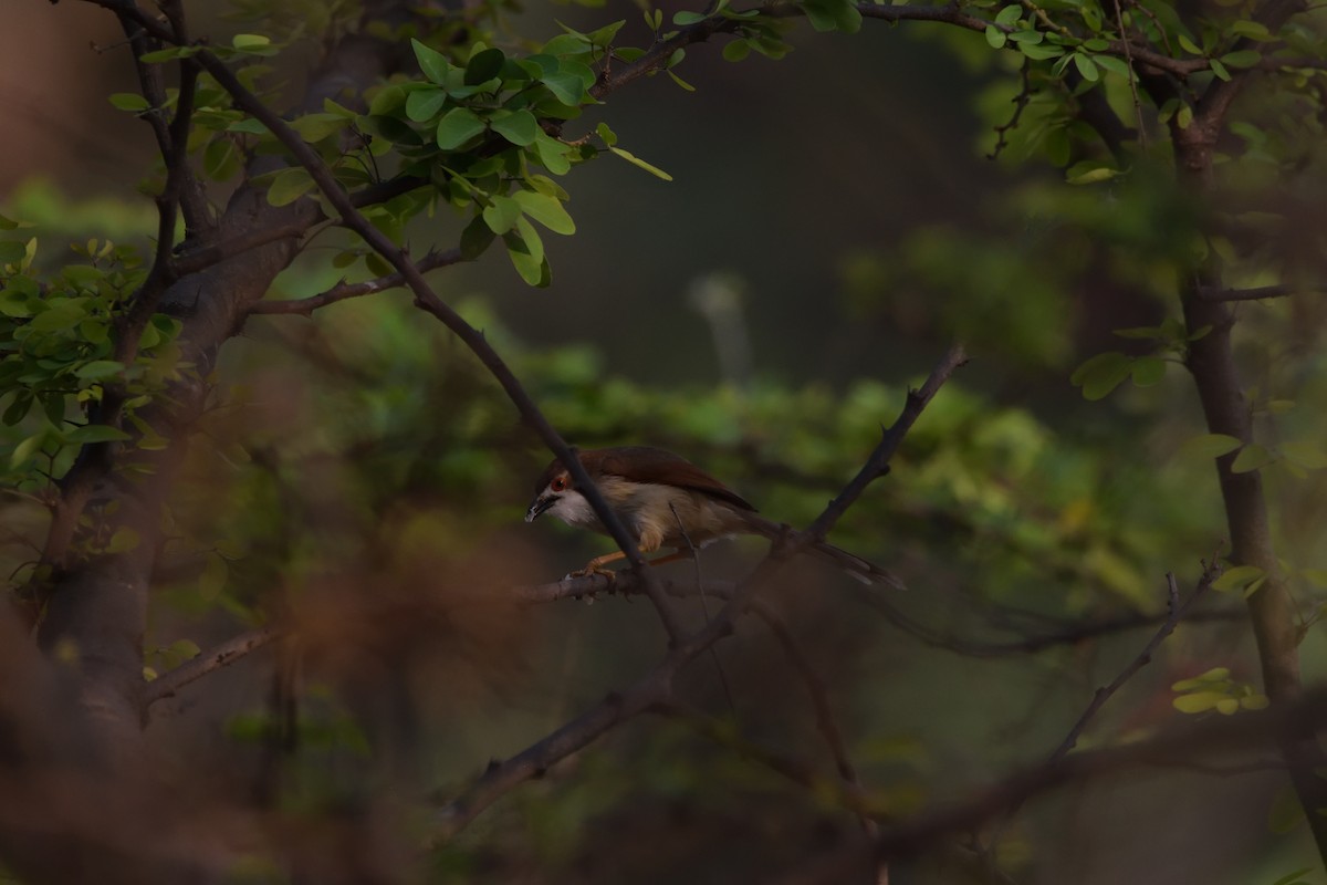 Timalí Ojigualdo - ML647452740