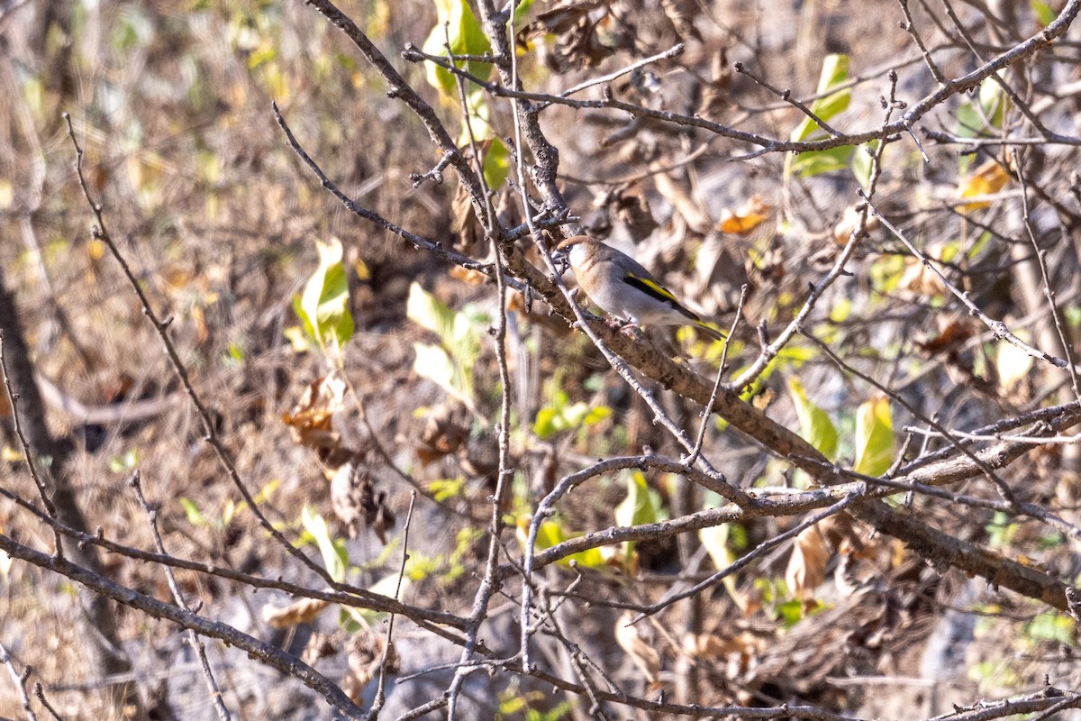 Arabian Grosbeak - ML647452741