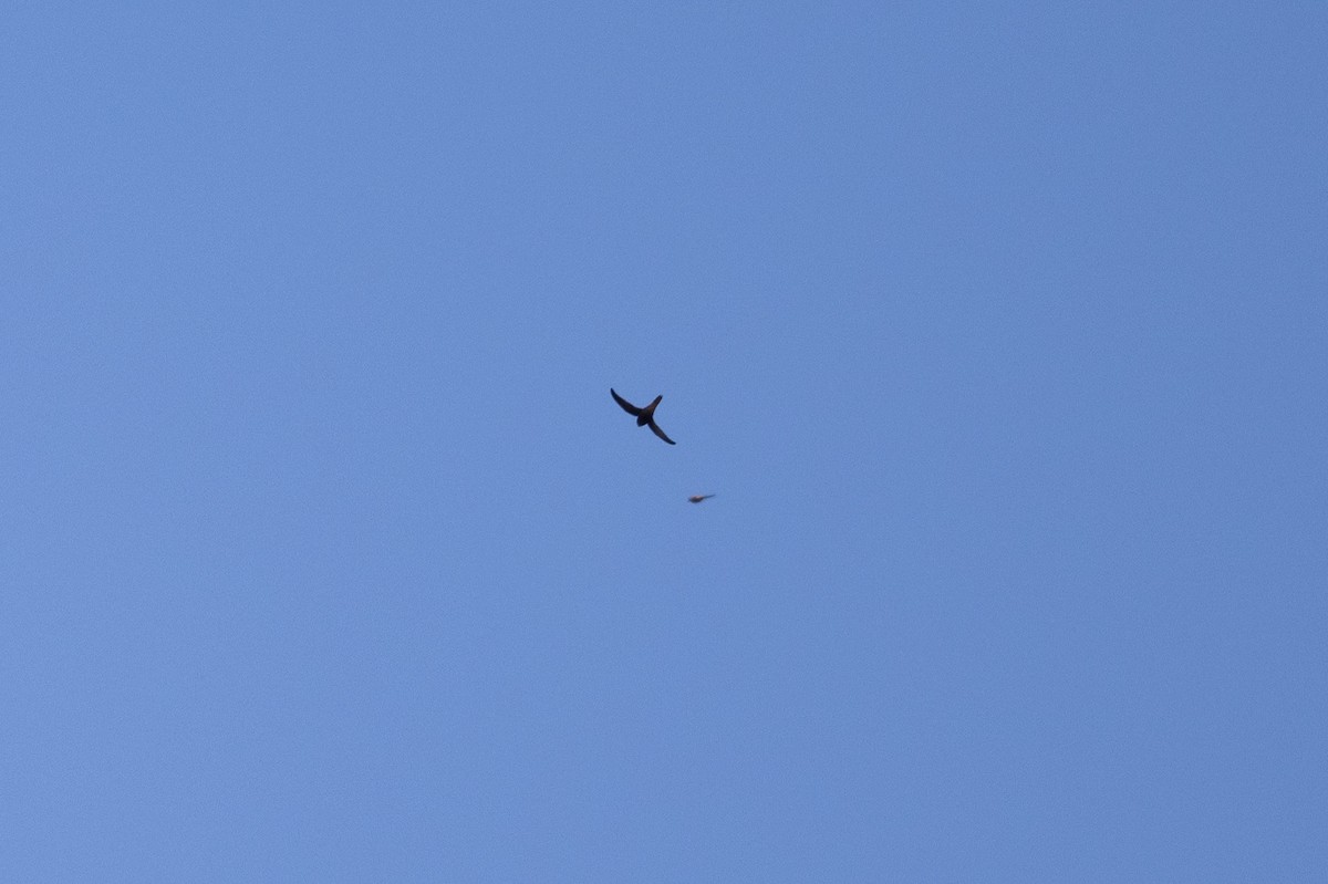 Forbes-Watson's Swift - ML647452742